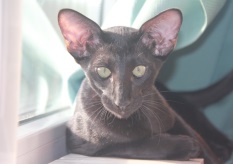 Приобретая котёнка через наш сайт, вы гарантированно получаете породистое животное с соответствующими породными данными.