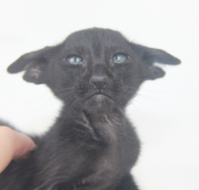 Котята - Ральф черный ориентальный котенок! 